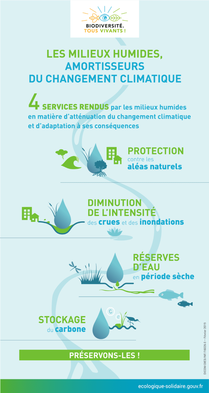 Infographie expliquant l'importance des zones humides 